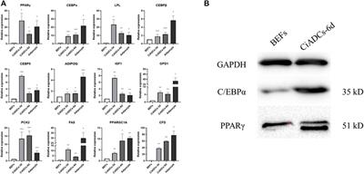Rapid direct conversion of bovine non-adipogenic fibroblasts into adipocyte-like cells by a small-molecule cocktail